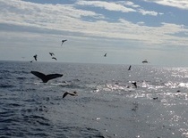 16_USA_Austausch: Whale Watching 